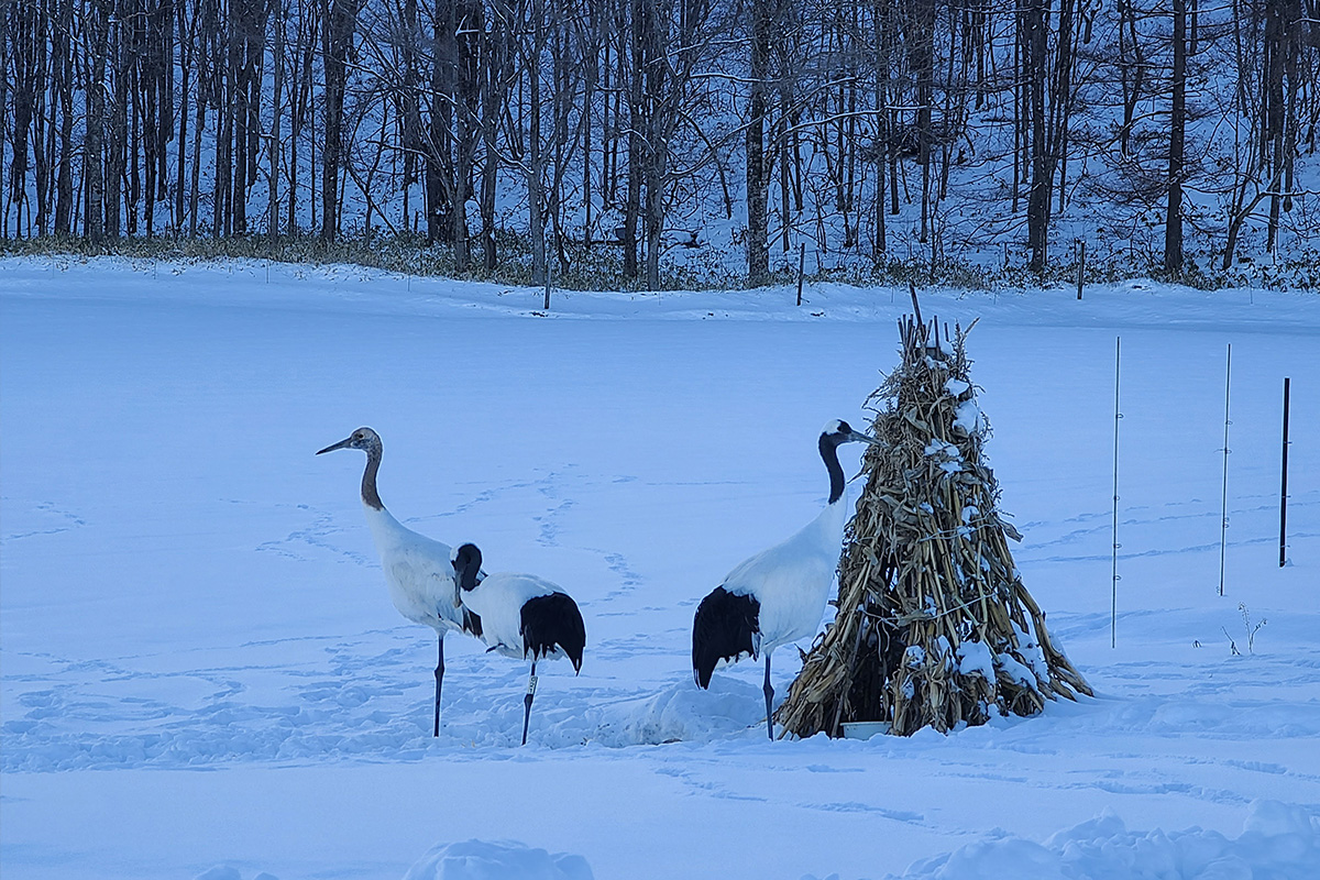 ギャラリー画像1
