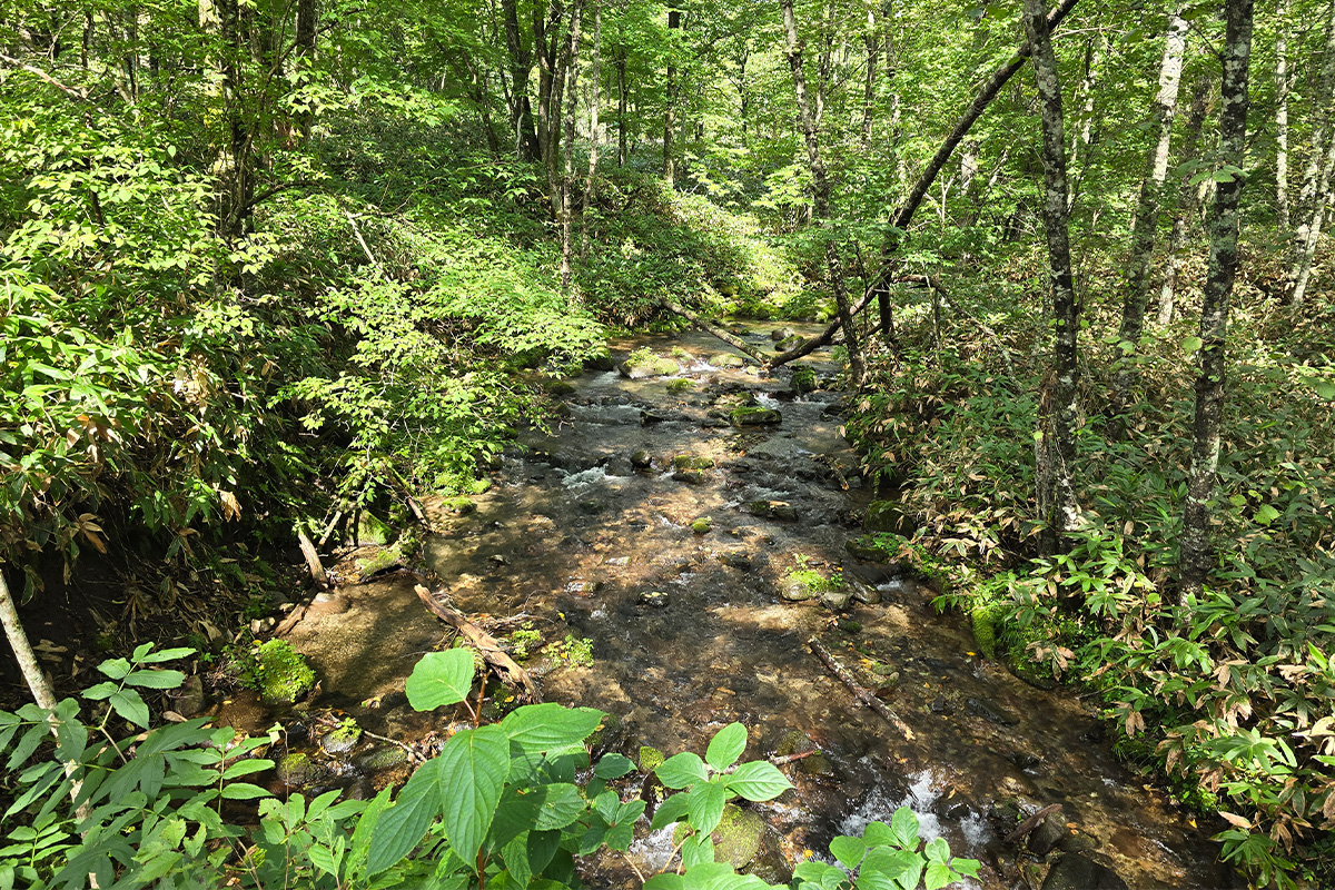 ギャラリー画像12